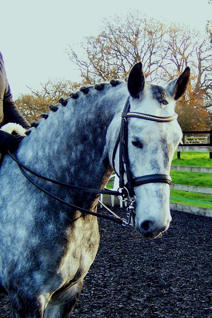 TROT%20D