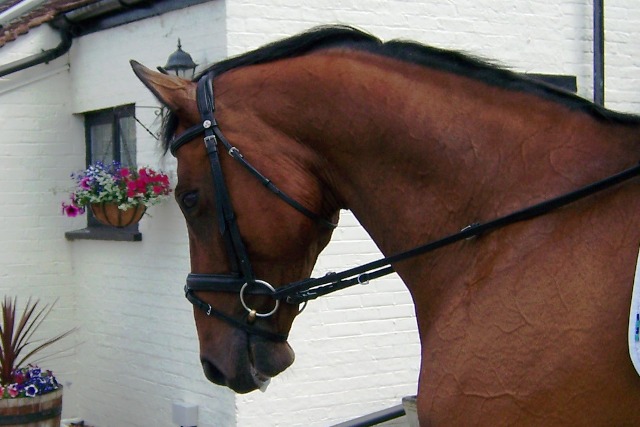 RB TROT A ADV