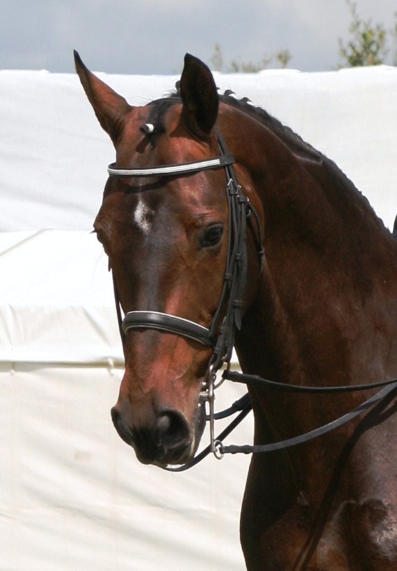 fie hickstead standing.jpg