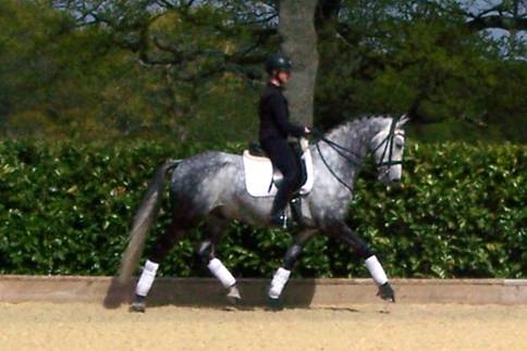 Zor trot corner web sm.jpg
